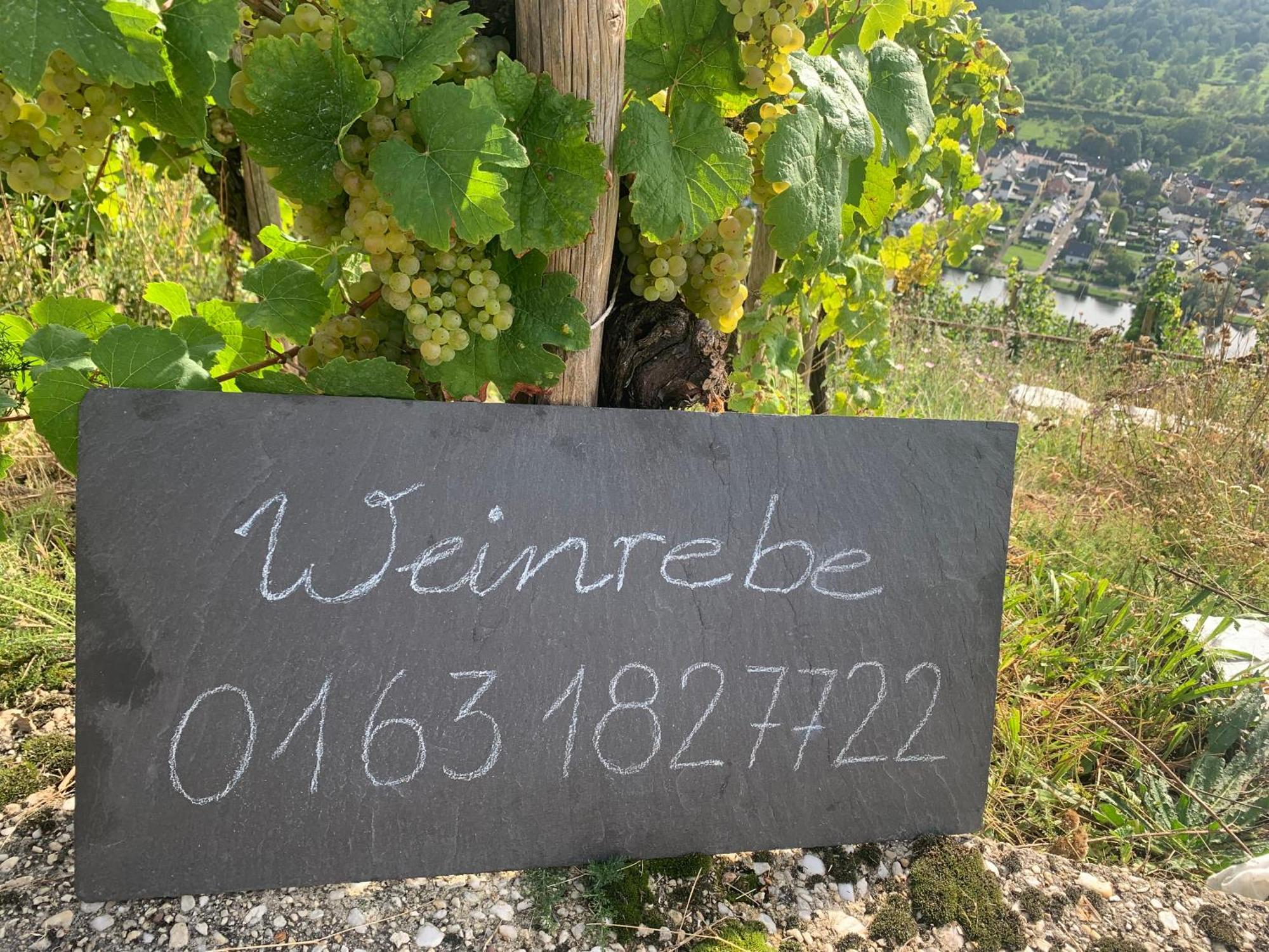 شقة Weinrebe برنكاستيل كويس المظهر الخارجي الصورة